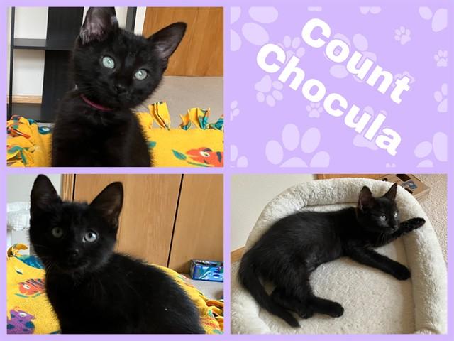 COUNT CHOCULA, Adoptable, Kitten Female Domestic Medium Hair.