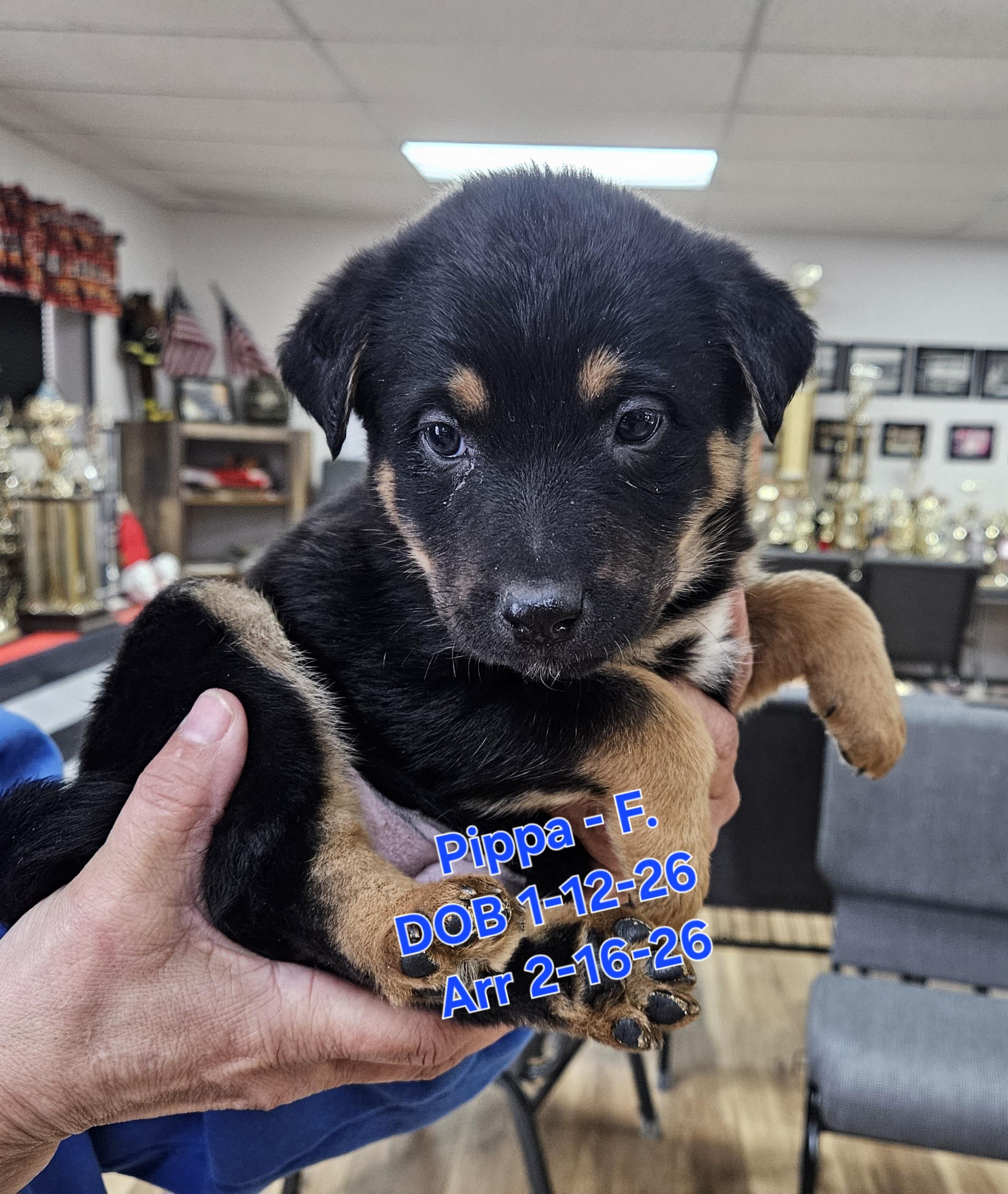 Pippa, Adoptable, Young Female German Shepherd Dog & Rottweiler.