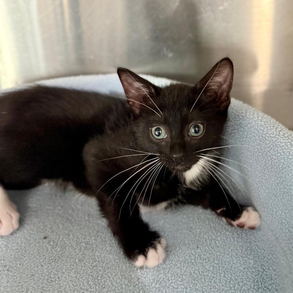 Enlarge Stormy, a Adoptable Domestic Short Hair in Bradenton, FL image 1/2