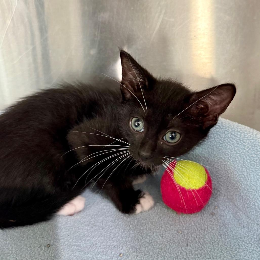 Enlarge Stormy, a Adoptable Domestic Short Hair in Bradenton, FL image 2/2