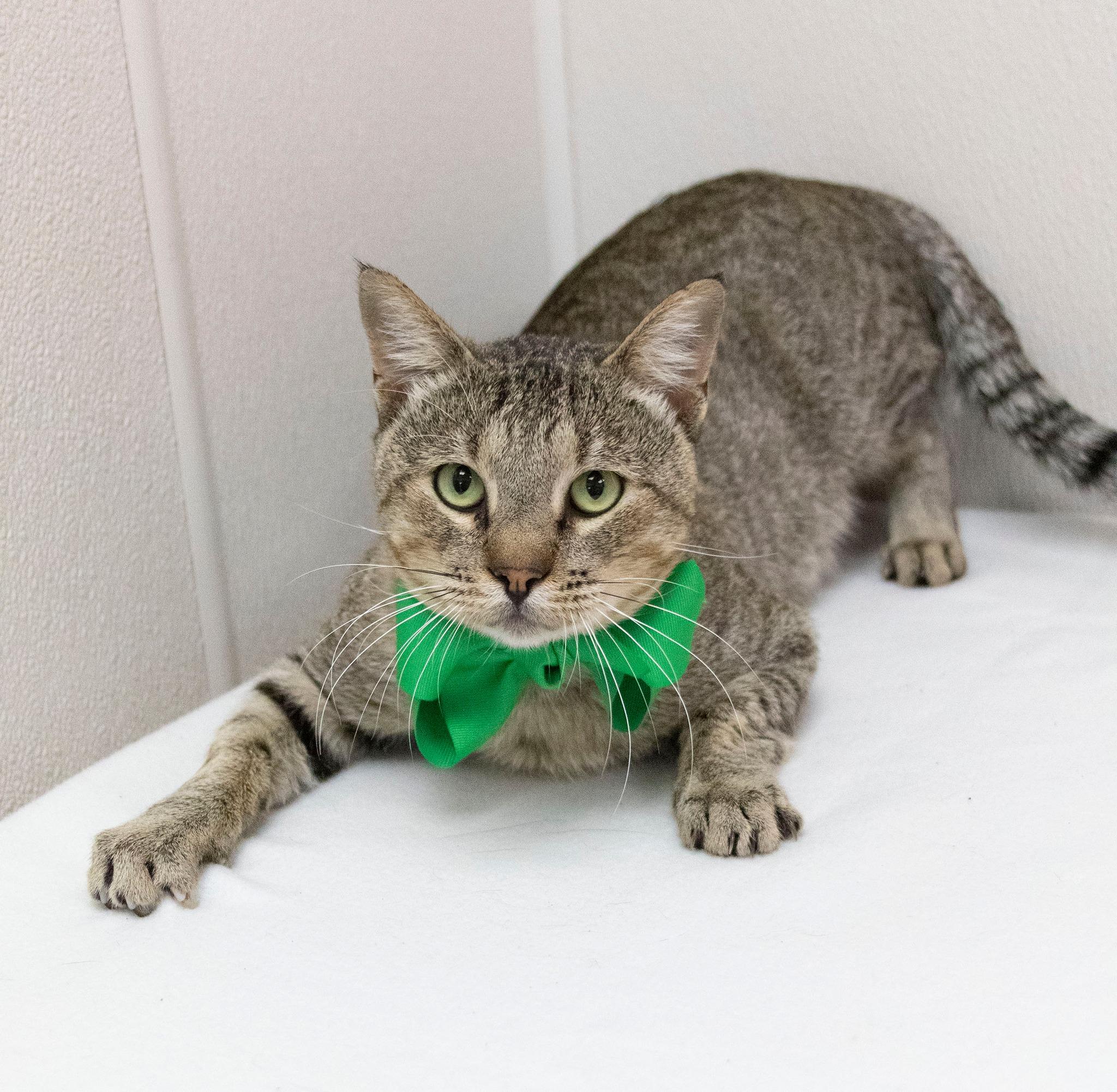 Enlarge Grover, an adopted Tabby in Mesquite, TX image 1/1