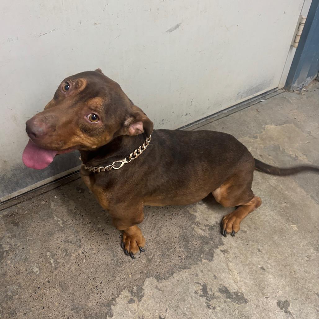 Enlarge Cooper, a Adoptable mixed breed in Brookfield, MO image 1/2