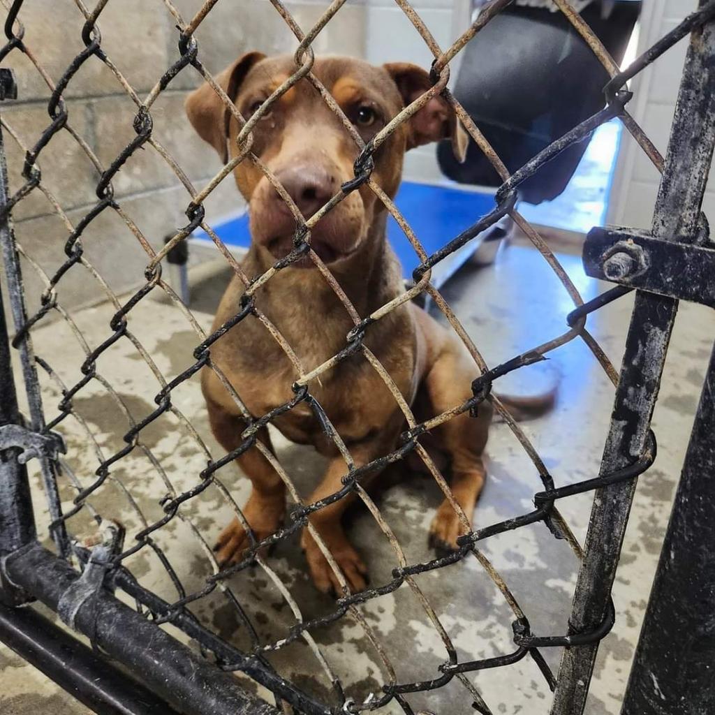 Enlarge Cooper, a Adoptable mixed breed in Brookfield, MO image 2/2