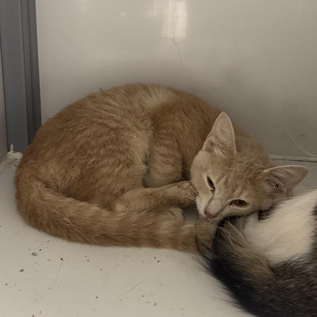 Enlarge Crumble, a Adoptable Domestic Short Hair in Shelbyville, IL image 1/2