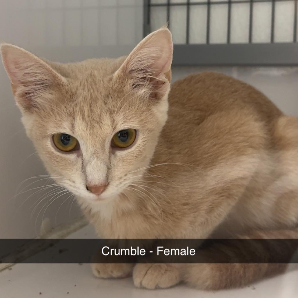 Enlarge Crumble, a Adoptable Domestic Short Hair in Shelbyville, IL image 2/2