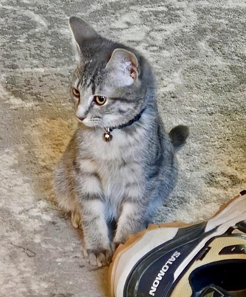 Owen, Adoptable, Kitten Male Tabby & Domestic Short Hair.