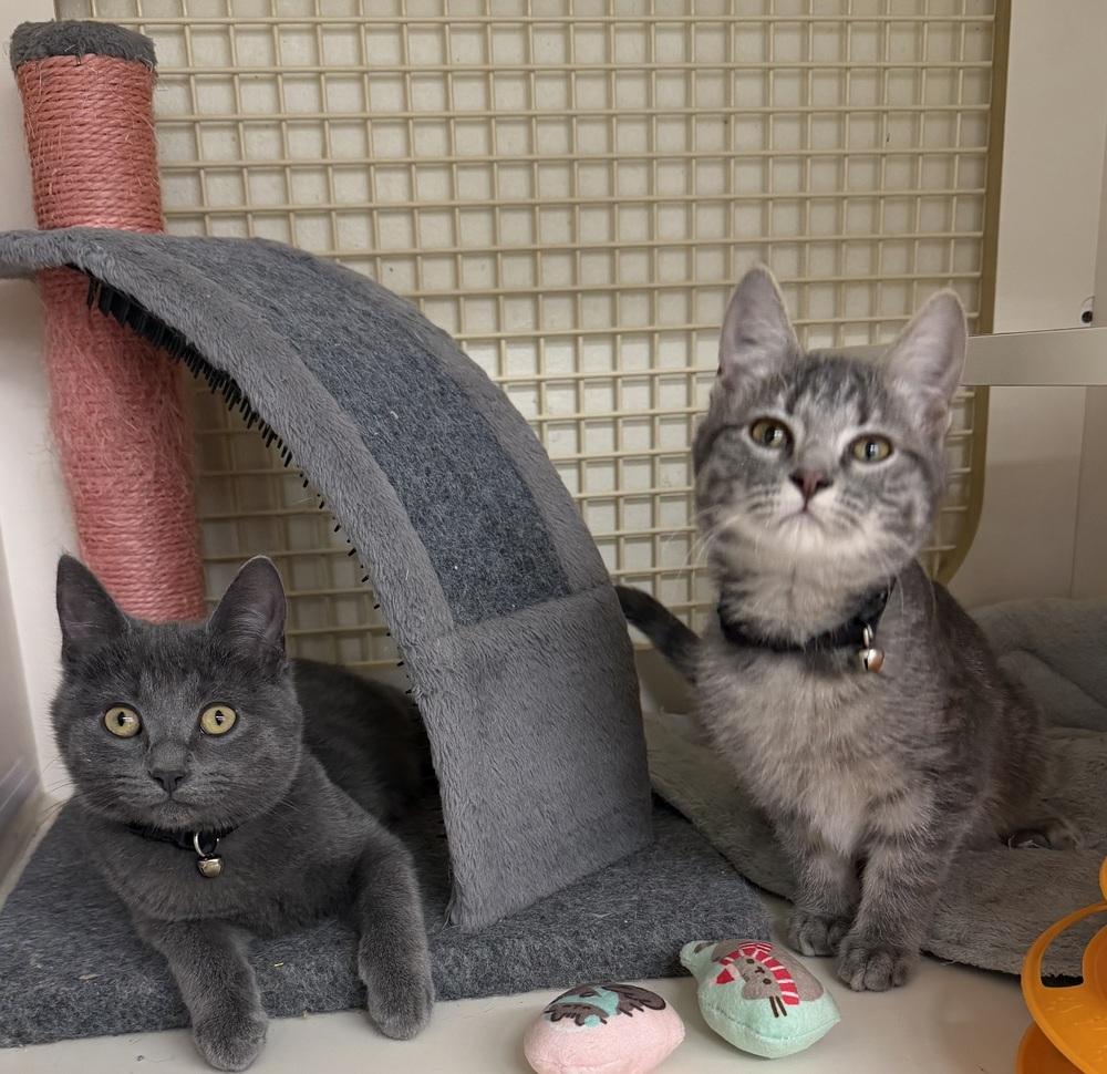 Owen, a Adoptable mixed breed in Little Rock, AR image 2/6