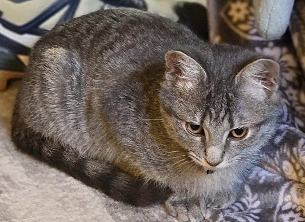 Owen, a Adoptable mixed breed in Little Rock, AR image 4/6