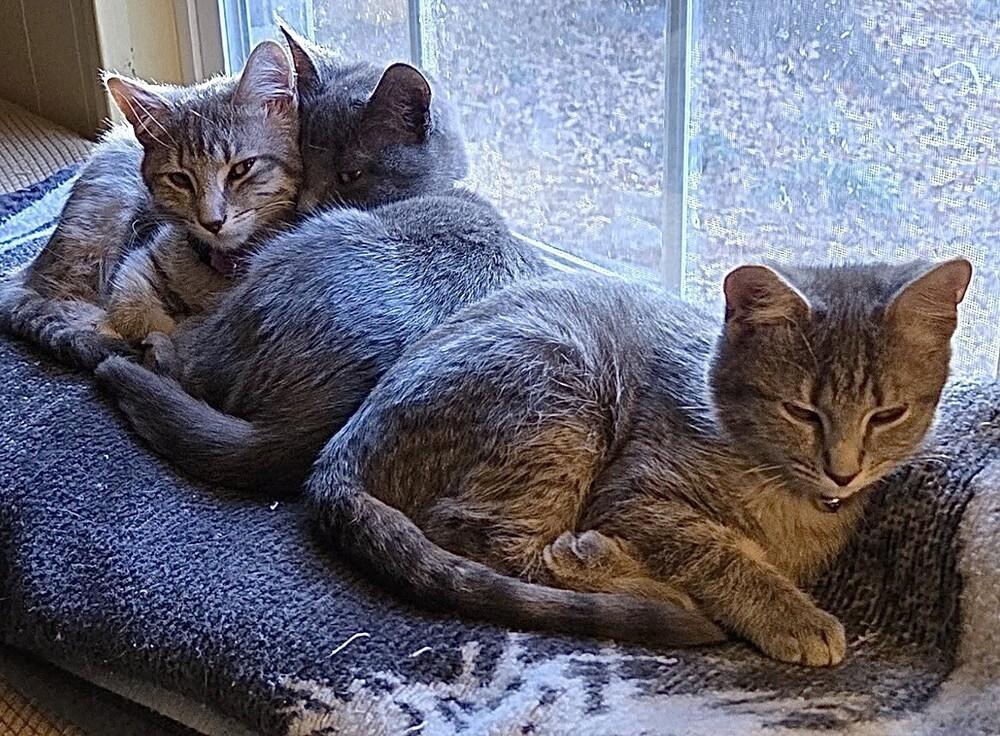 Owen, a Adoptable mixed breed in Little Rock, AR image 5/6