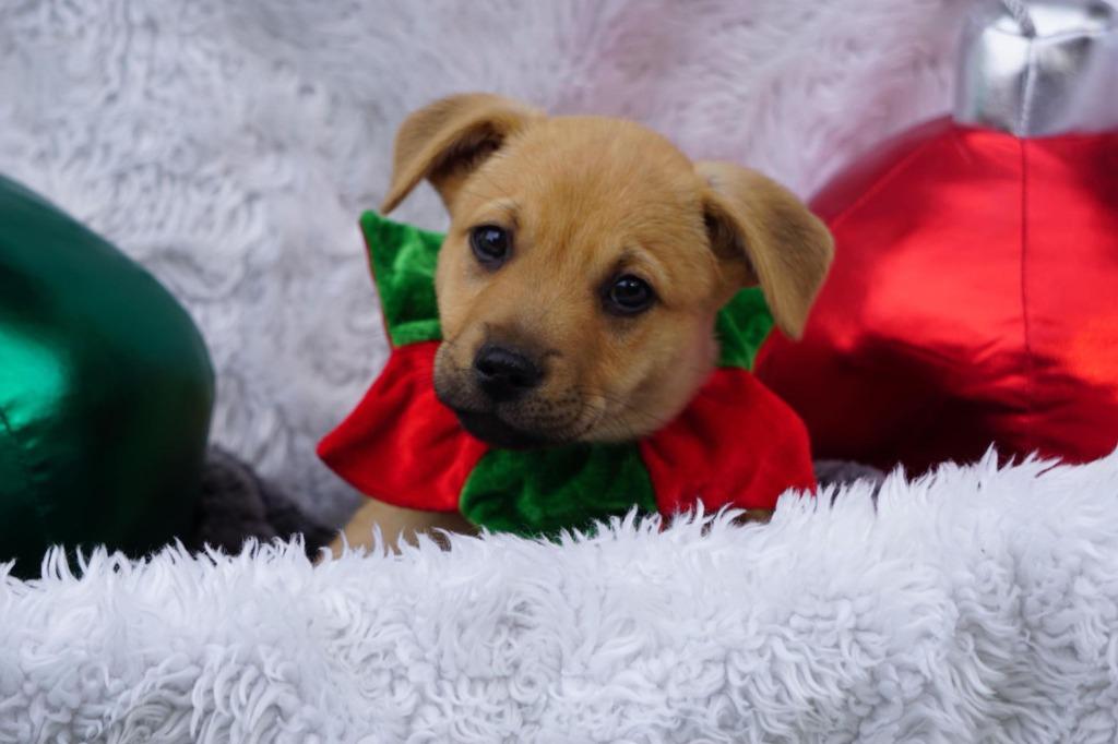 Enlarge Conor, a Adoptable mixed breed in CONROE, TX image 5/6