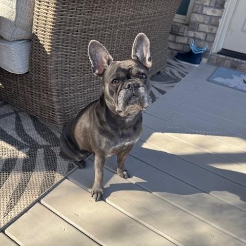 Enlarge Willow, a ADOPTABLE French Bulldog in High Point, NC image 6/6