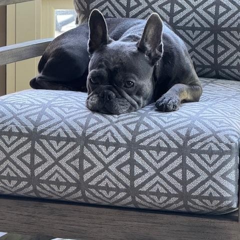 Enlarge Willow, a ADOPTABLE French Bulldog in High Point, NC image 5/6