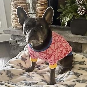 Willow, ADOPTABLE, Senior Female French Bulldog.