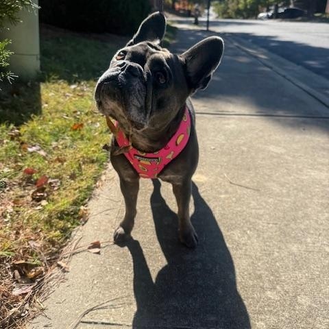 Enlarge Willow, a ADOPTABLE French Bulldog in High Point, NC image 3/6