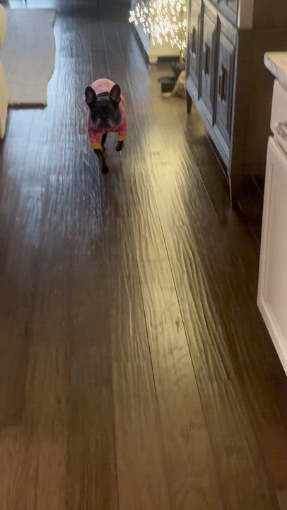 Enlarge Willow, a ADOPTABLE French Bulldog in High Point, NC video 4/6