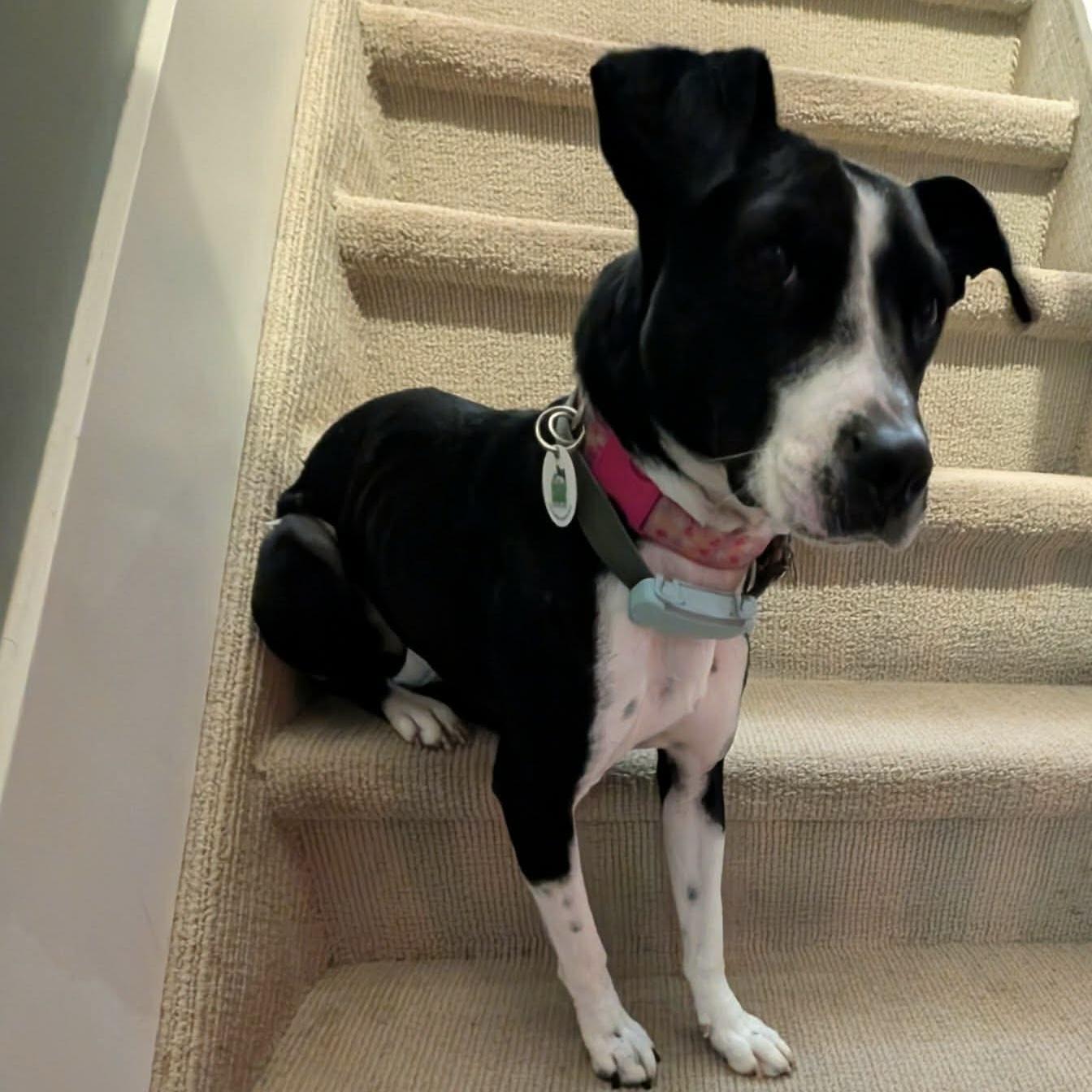 Enlarge Dixi, a ADOPTABLE mixed breed in Mississauga, ON image 5/6