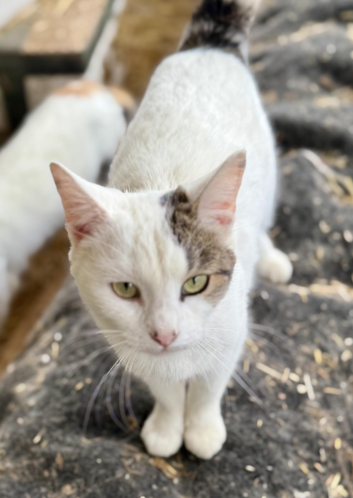 Marshmallow, a ADOPTABLE Domestic Short Hair in Johnson City, TN image 2/2