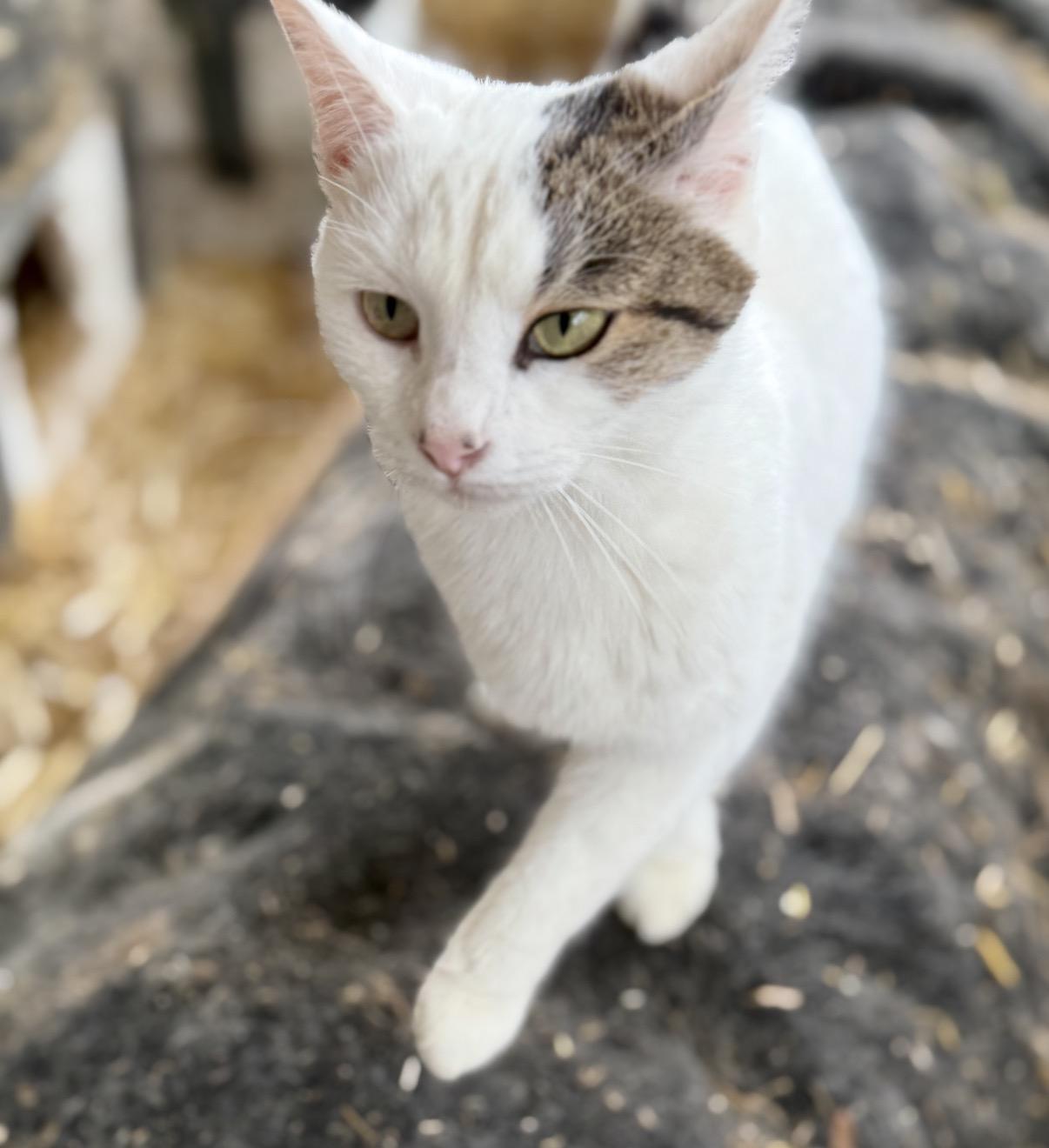 Marshmallow, a ADOPTABLE Domestic Short Hair in Johnson City, TN image 1/2