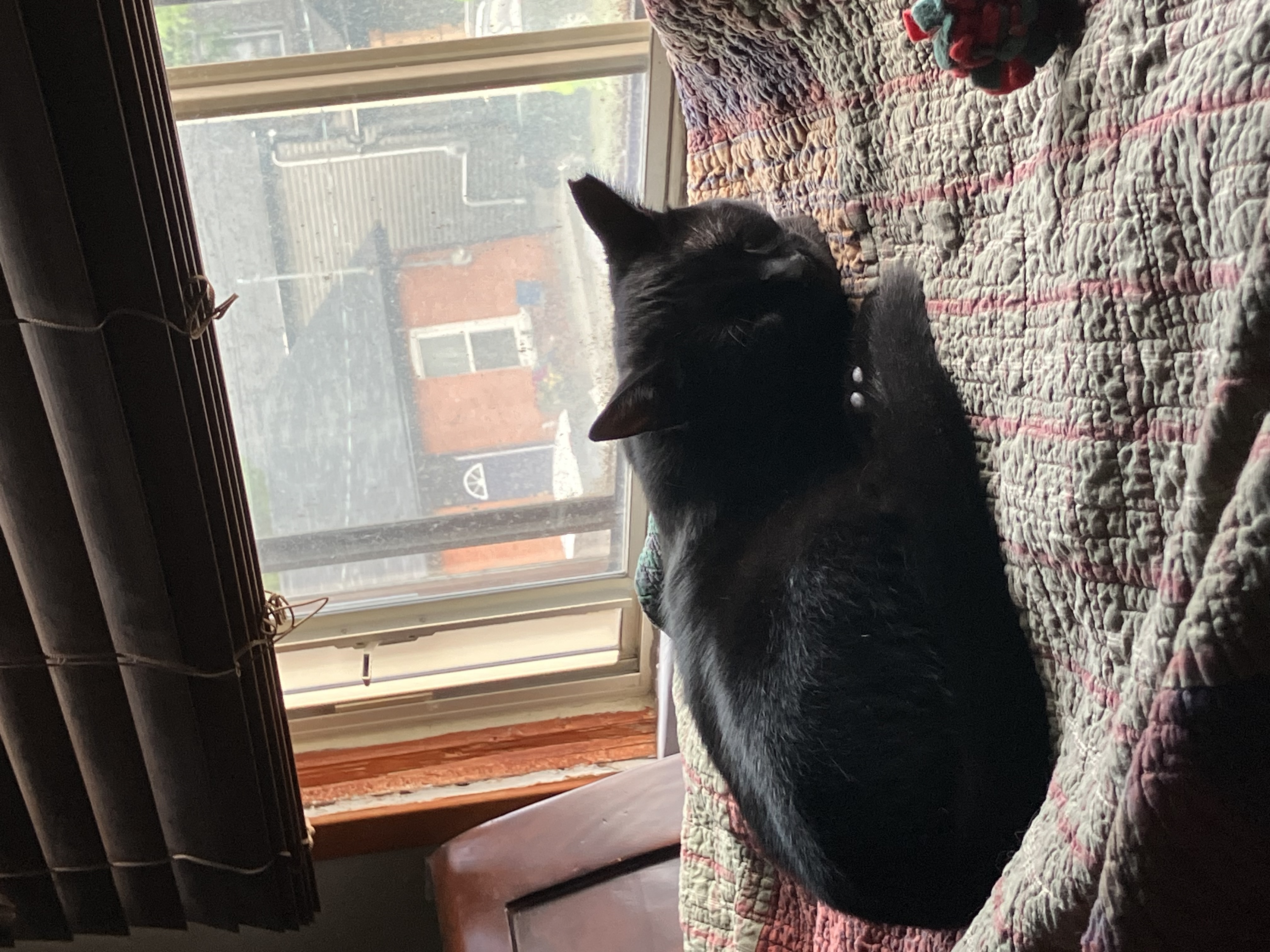 Enlarge Tiny, a Adoptable Domestic Short Hair in Hamilton, ON image 5/6