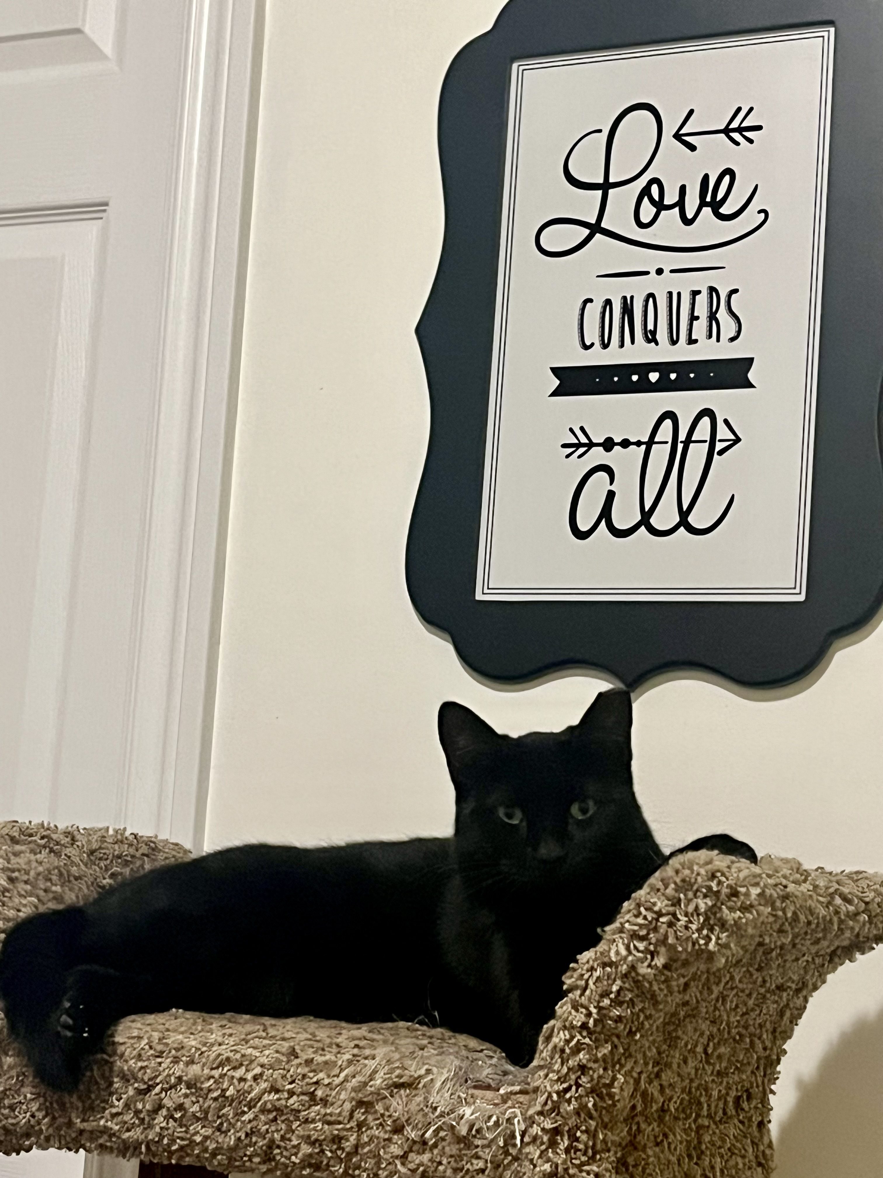 Tiny, Adoptable, Young Female Domestic Short Hair.