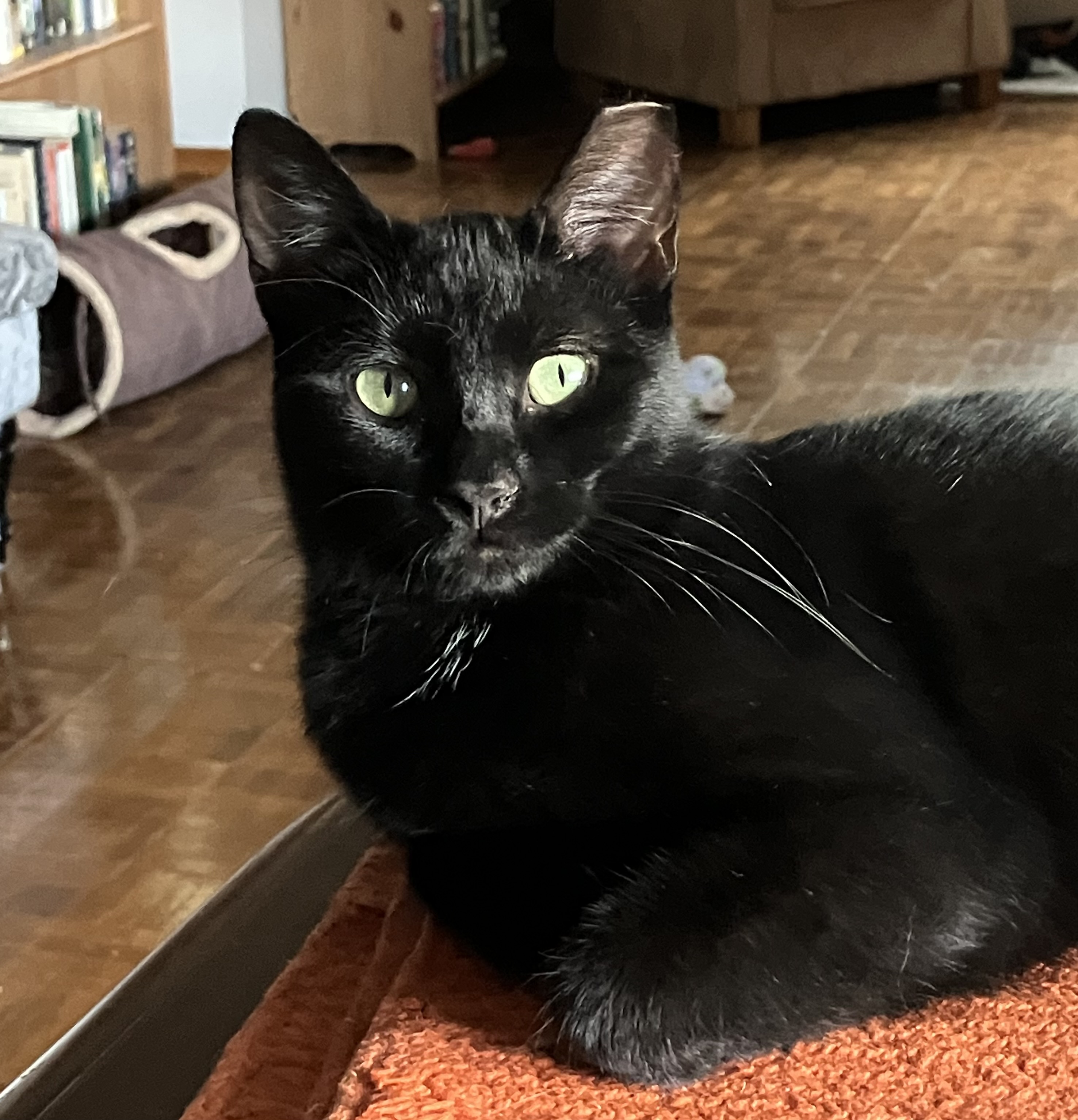 Enlarge Tiny, a Adoptable Domestic Short Hair in Hamilton, ON image 4/6