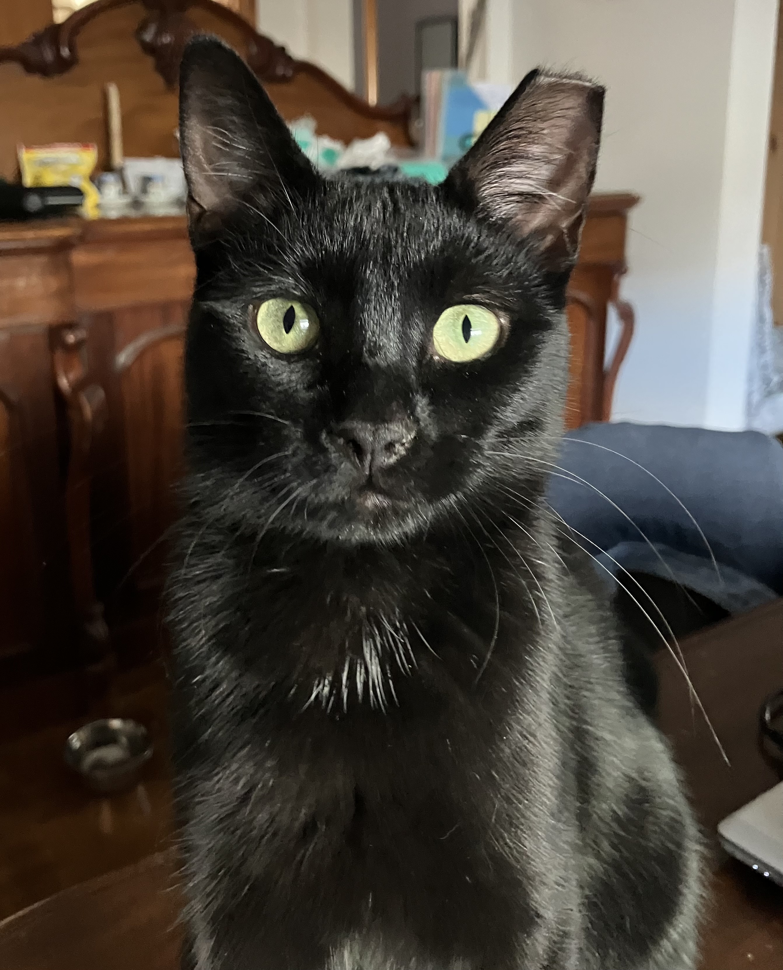 Enlarge Tiny, a Adoptable Domestic Short Hair in Hamilton, ON image 2/6