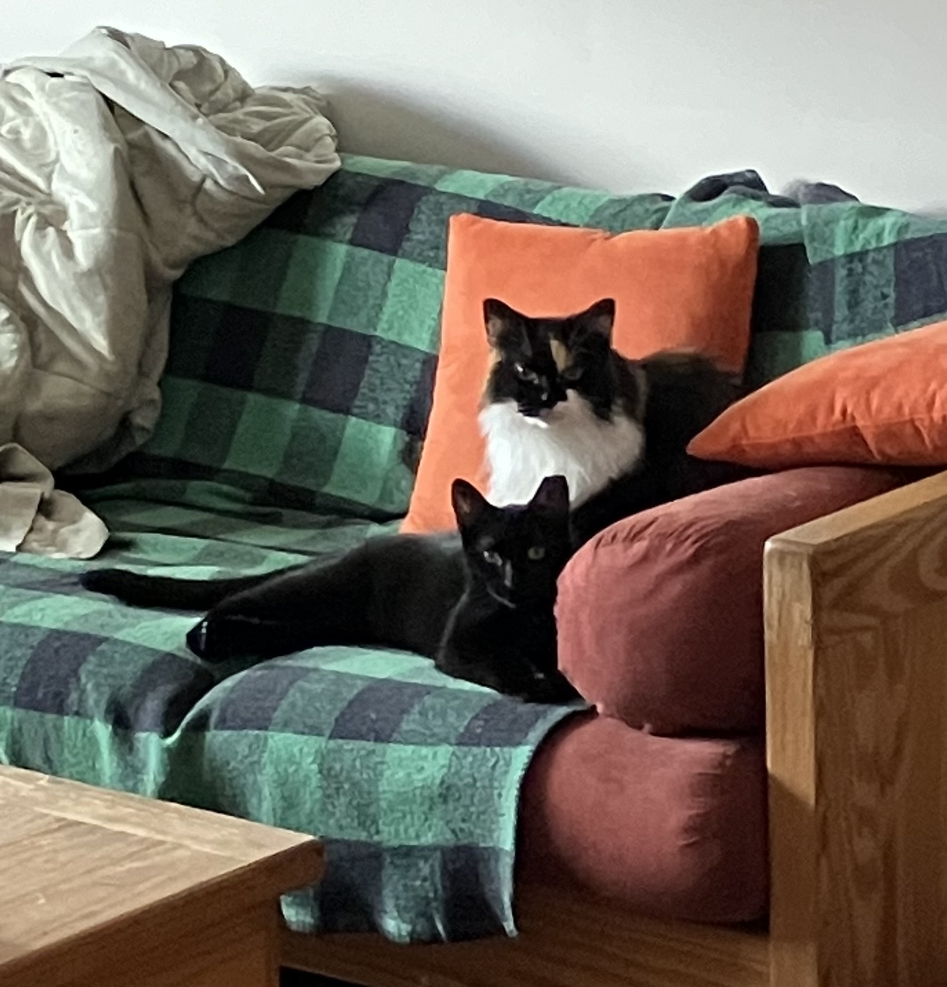 Enlarge Tiny, a Adoptable Domestic Short Hair in Hamilton, ON image 6/6