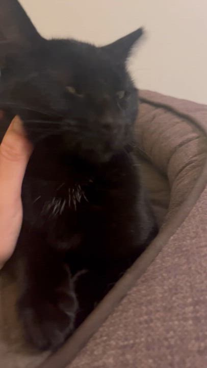 Enlarge Tiny, a Adoptable Domestic Short Hair in Hamilton, ON video 3/6