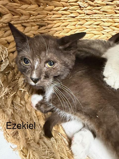 Ezekiel, ADOPTABLE, Kitten Male Domestic Short Hair.