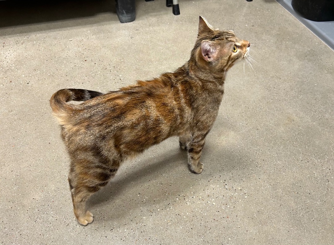 Cat for adoption Jupiter Riley Fuzzel Petsmart, a Torbie & Bengal