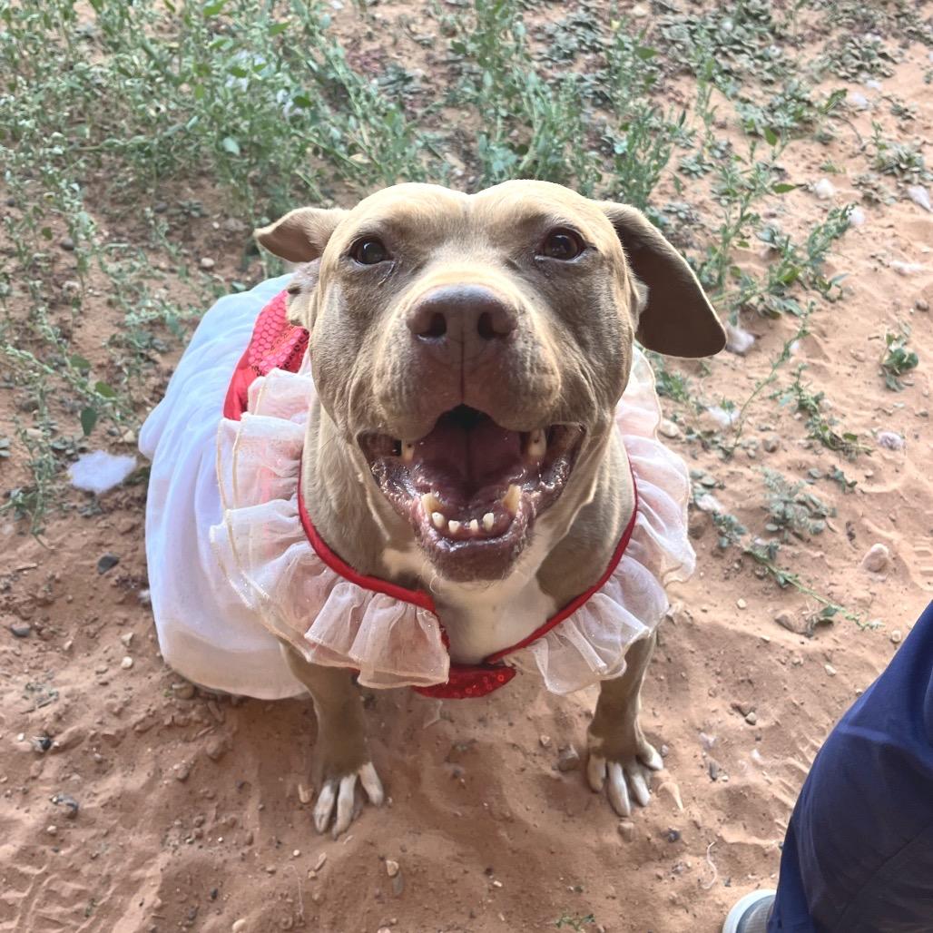 Queen Bee — thumbnail 3