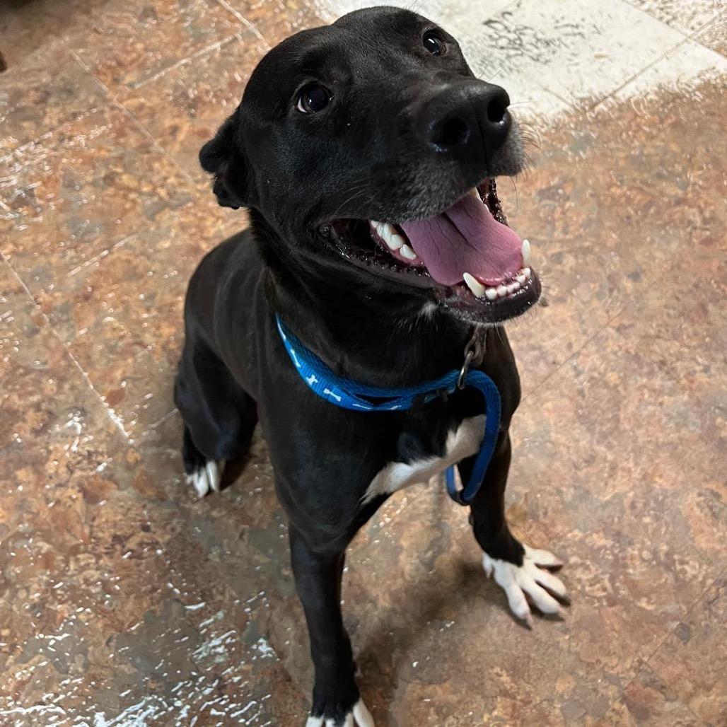 Dax, a Adoptable mixed breed in Wadena, MN image 3/3