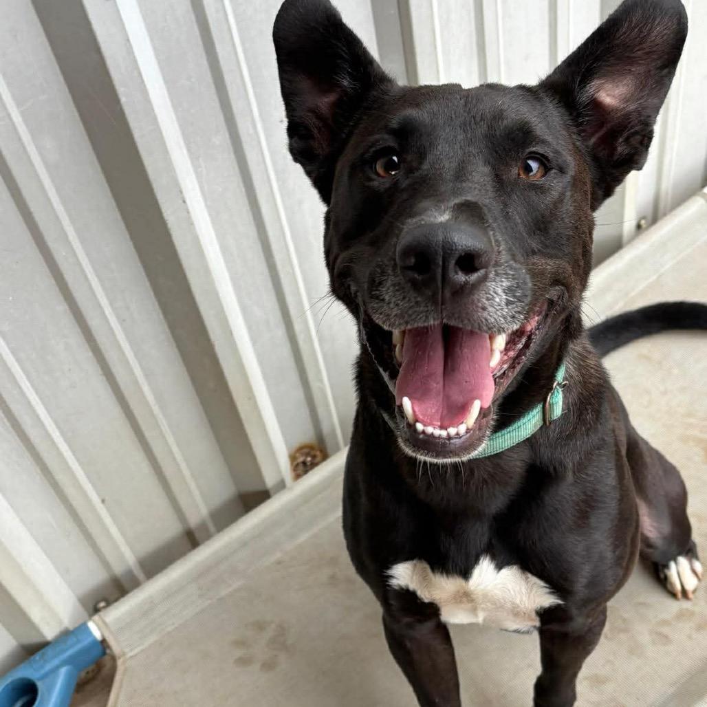 Enlarge Dax, a Adoptable mixed breed in Wadena, MN image 4/6