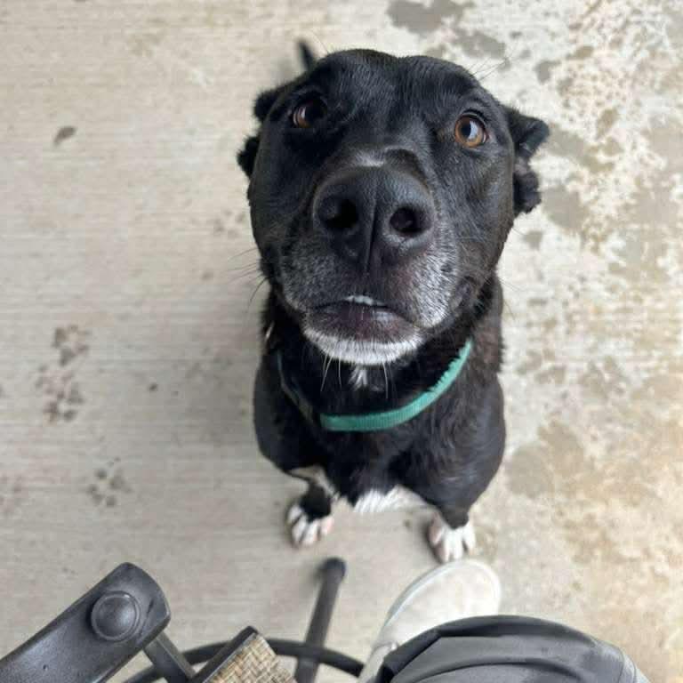 Enlarge Dax, a Adoptable mixed breed in Wadena, MN image 5/6