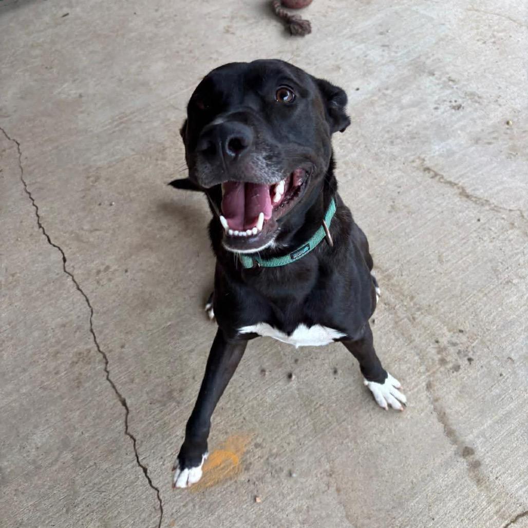 Enlarge Dax, a Adoptable mixed breed in Wadena, MN image 6/6
