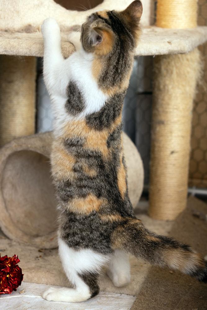 Marble *Featured at the Petco in Ellicott City, MD*, Adoptable, Young Female Domestic Short Hair.