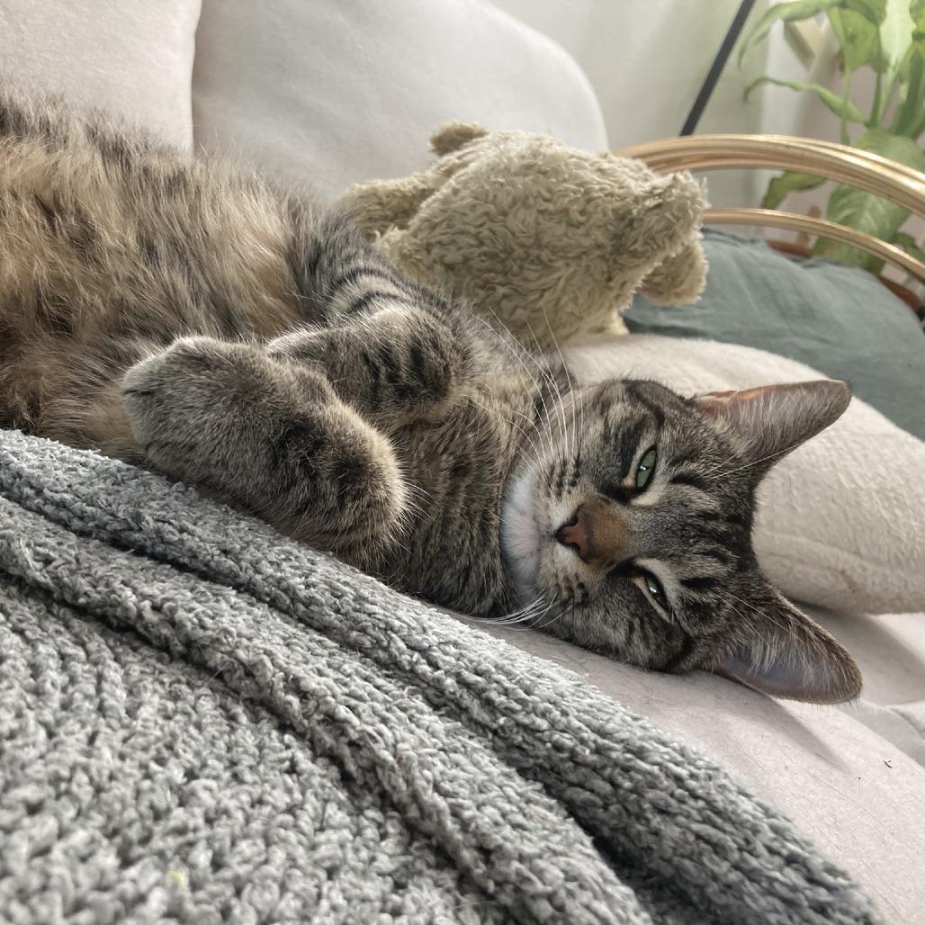 Liz, Adoptable, Adult Female Domestic Short Hair.