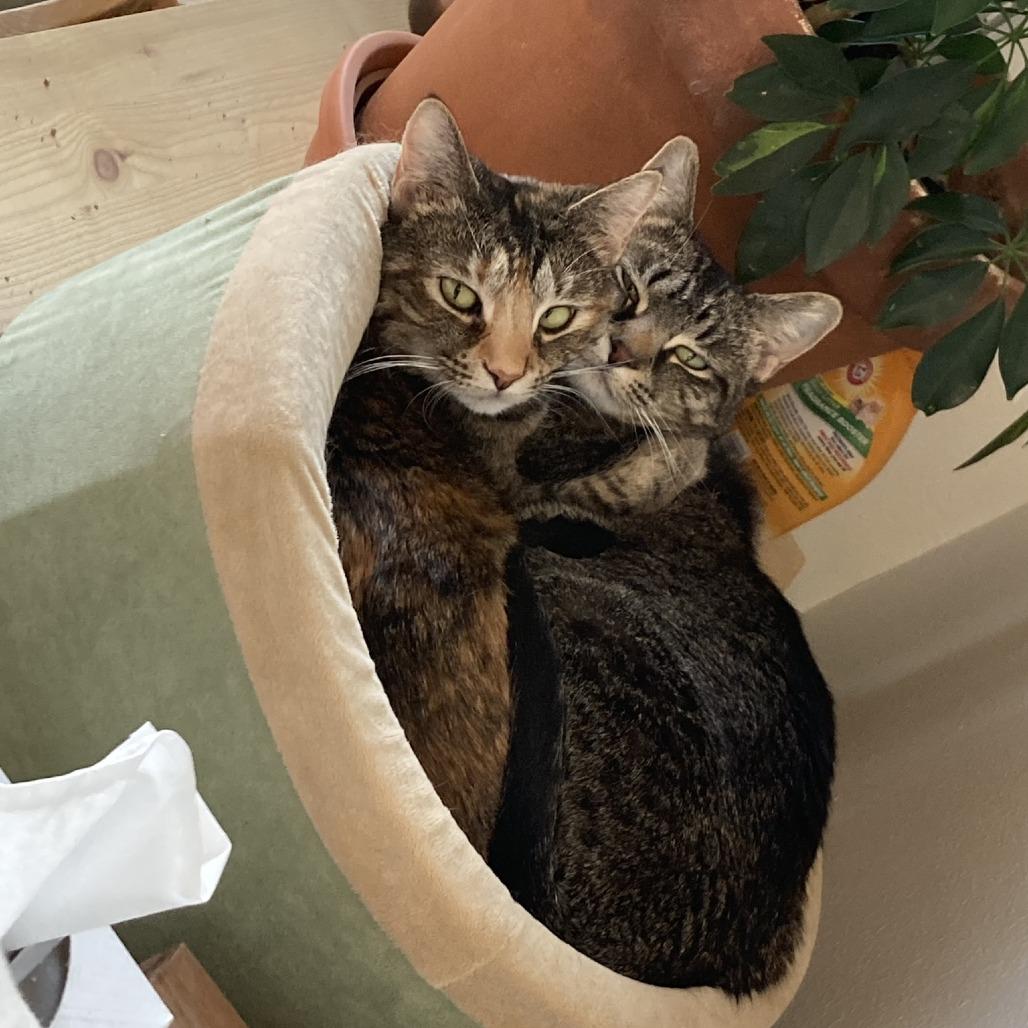 Enlarge Liz, a Adoptable Domestic Short Hair in Madison, WI image 2/5