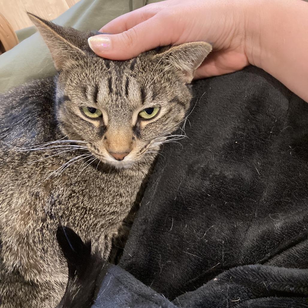 Enlarge Liz, a Adoptable Domestic Short Hair in Madison, WI image 3/5