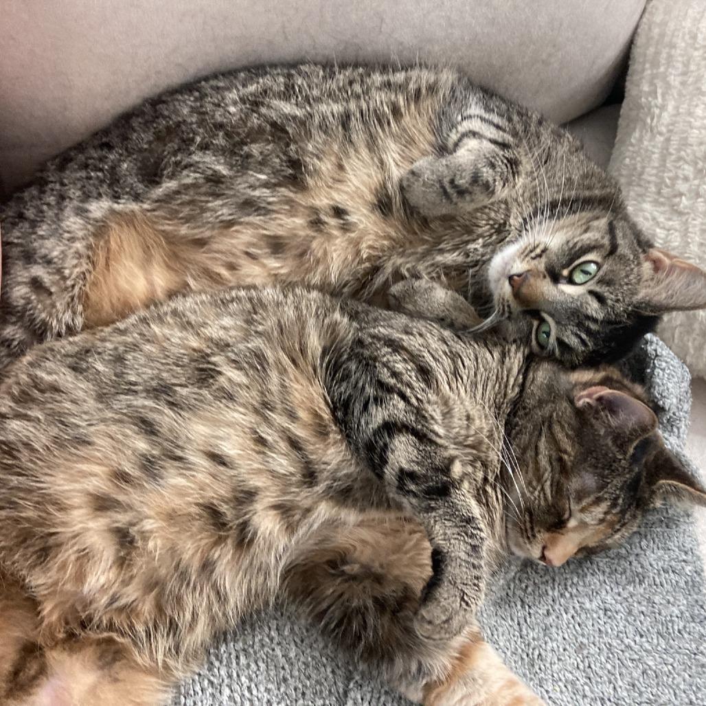 Enlarge Liz, a Adoptable Domestic Short Hair in Madison, WI image 5/5