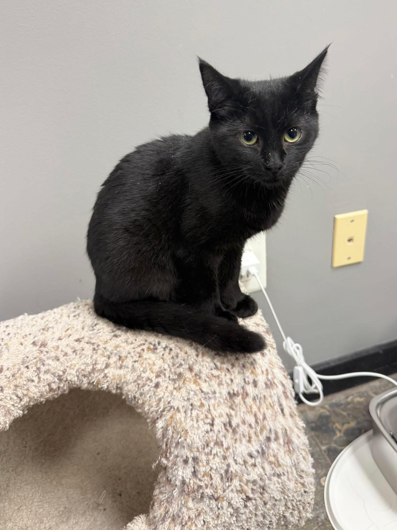 Enlarge April, a Adoptable Domestic Short Hair in Hamburg, NY image 1/2