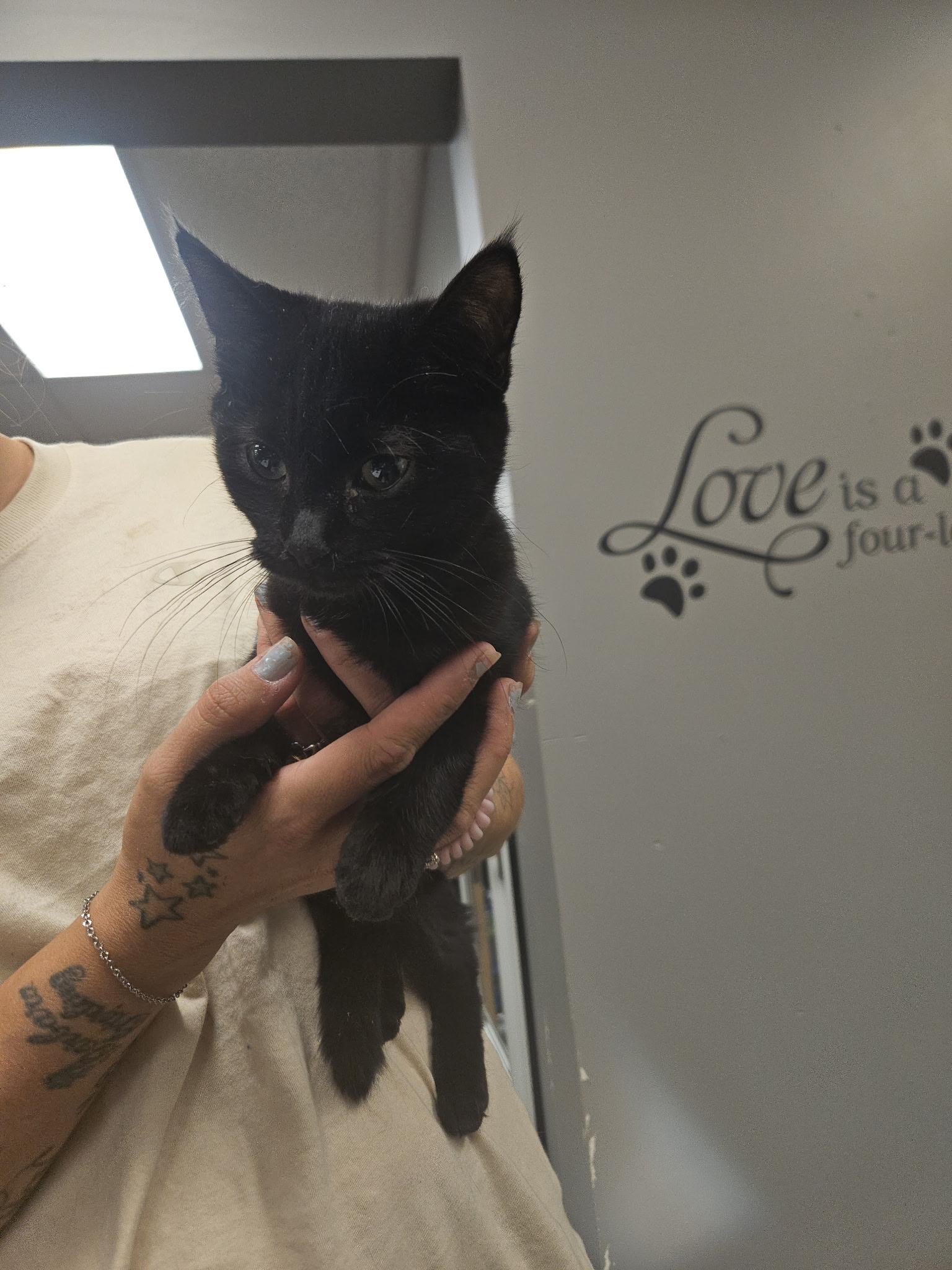 Enlarge April, a Adoptable Domestic Short Hair in Hamburg, NY image 2/2