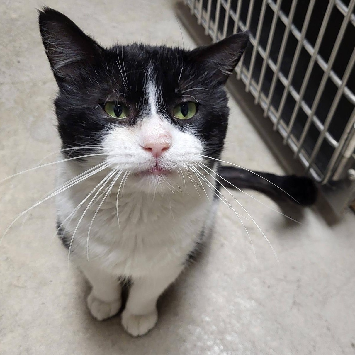 Enlarge Burrito, an adopted Domestic Short Hair in Chilton, WI image 2/6