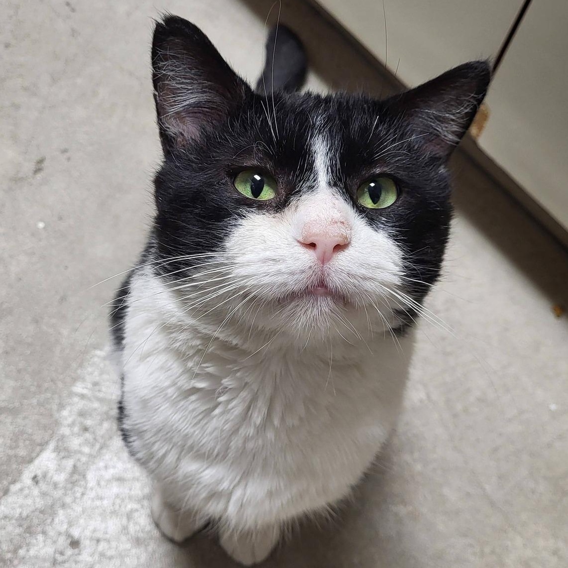 Enlarge Burrito, an adopted Domestic Short Hair in Chilton, WI image 1/6