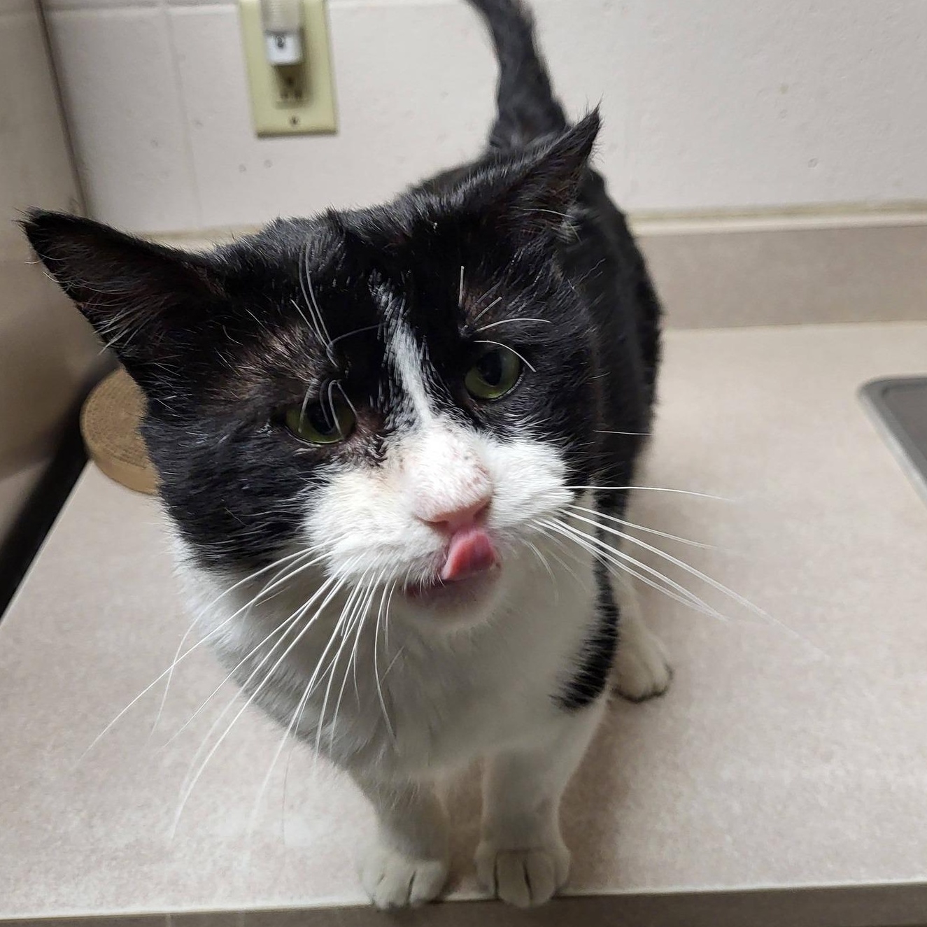 Enlarge Burrito, an adopted Domestic Short Hair in Chilton, WI image 5/6