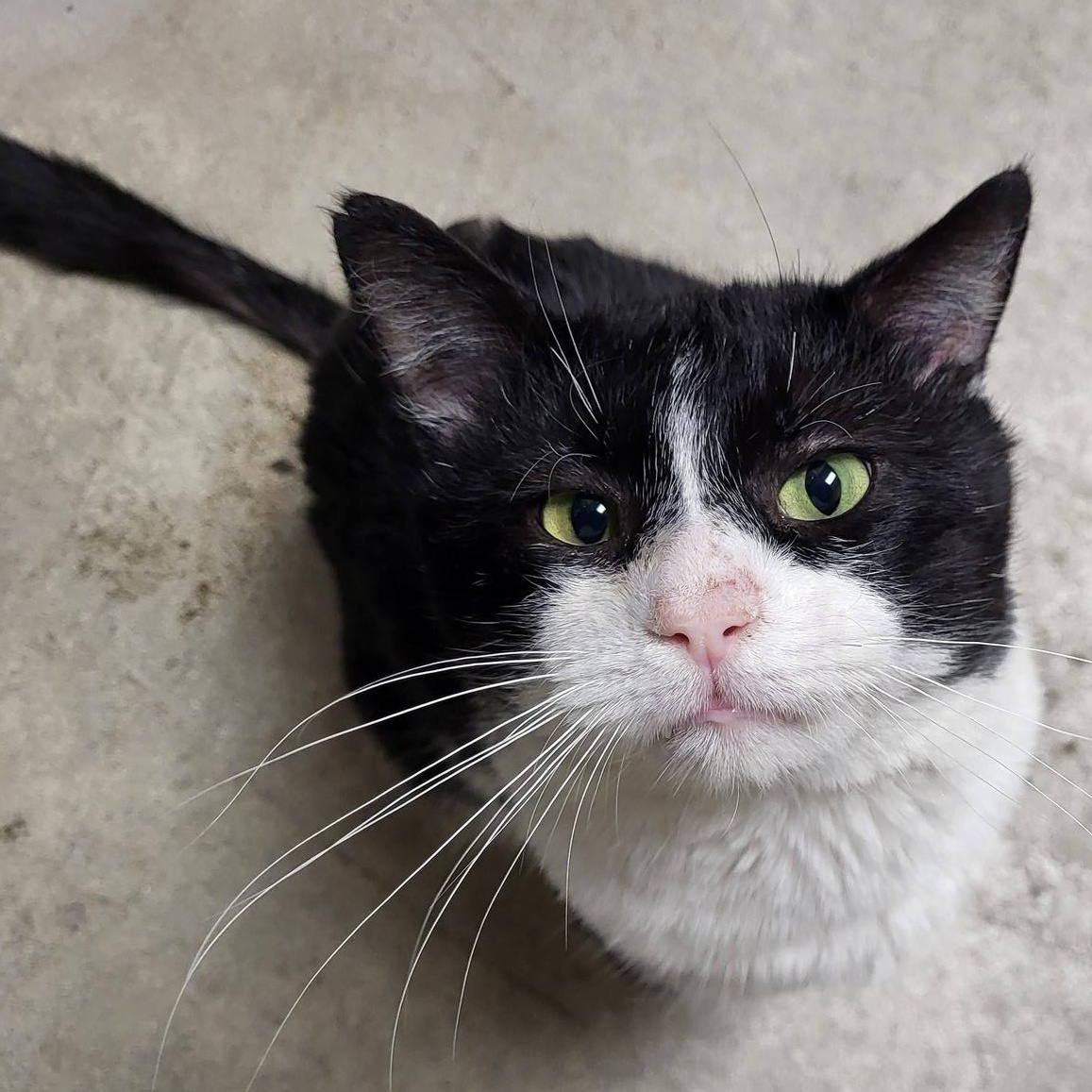 Enlarge Burrito, an adopted Domestic Short Hair in Chilton, WI image 4/6