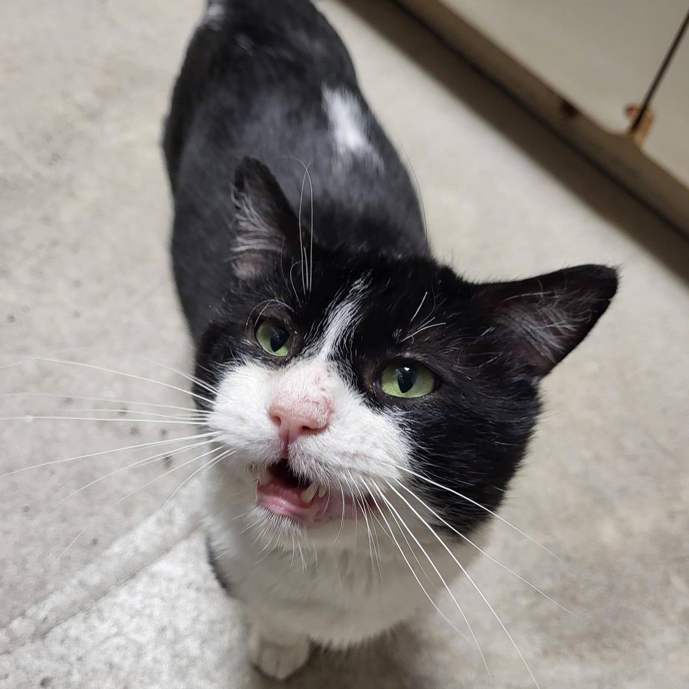 Enlarge Burrito, an adopted Domestic Short Hair in Chilton, WI image 6/6