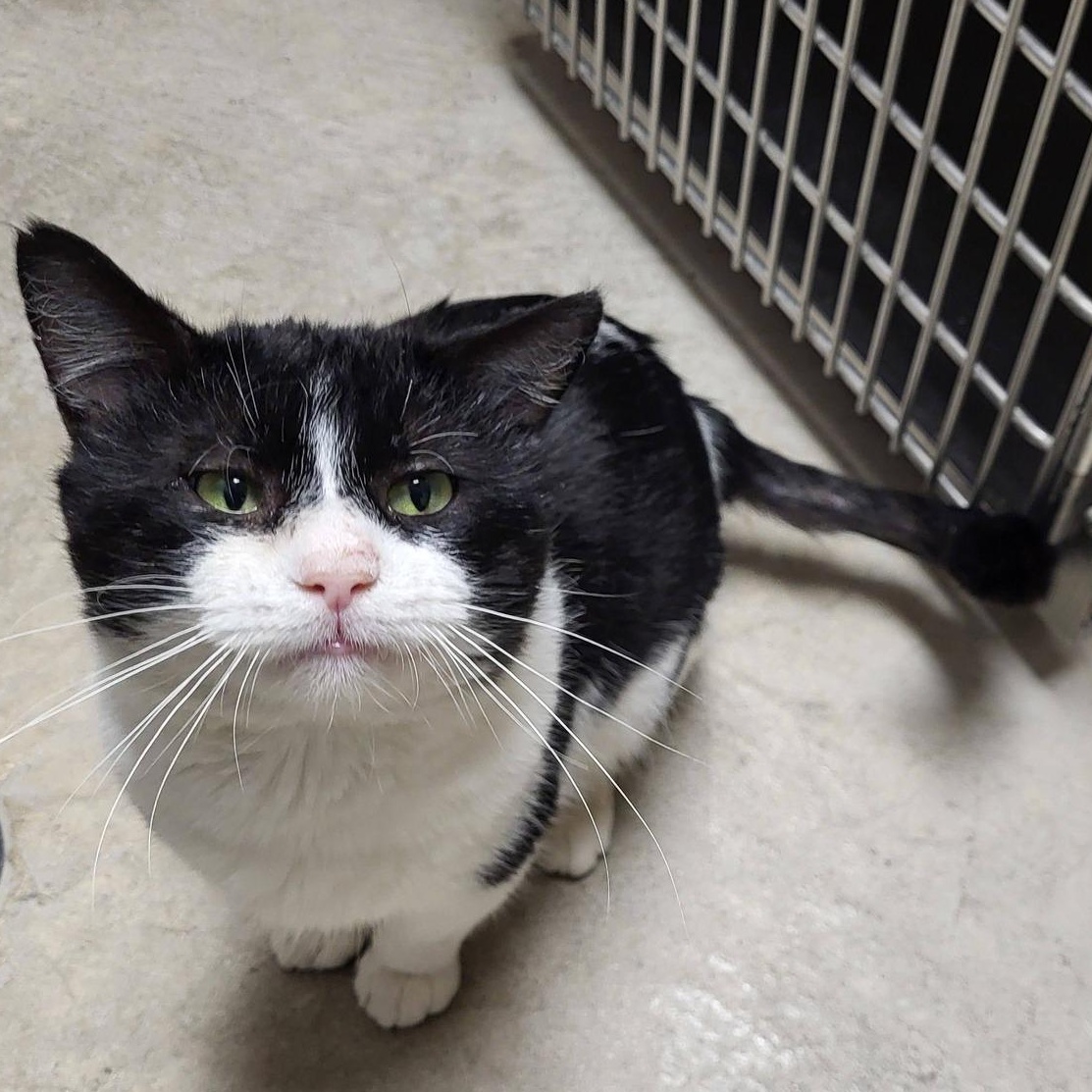 Enlarge Burrito, an adopted Domestic Short Hair in Chilton, WI image 3/6