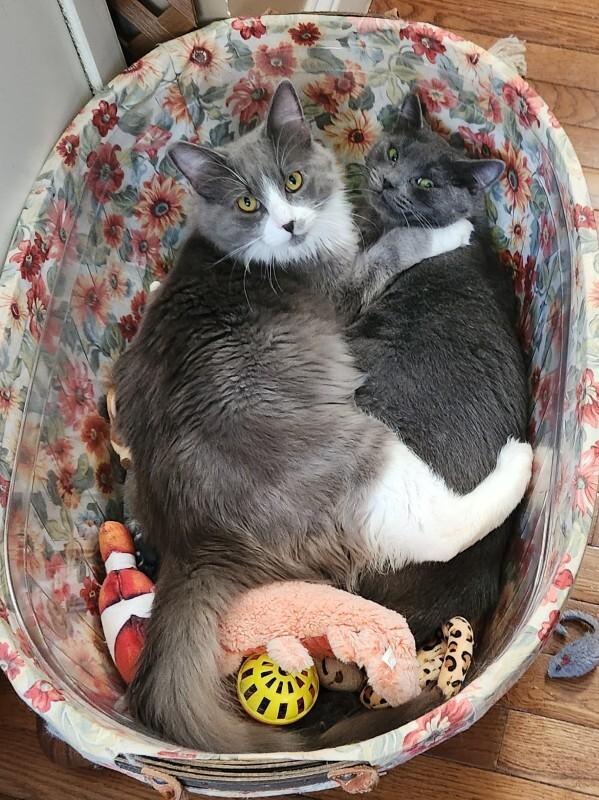 Sterling (Sissy), a Adoptable Domestic Short Hair in Diamond Springs, CA image 3/4