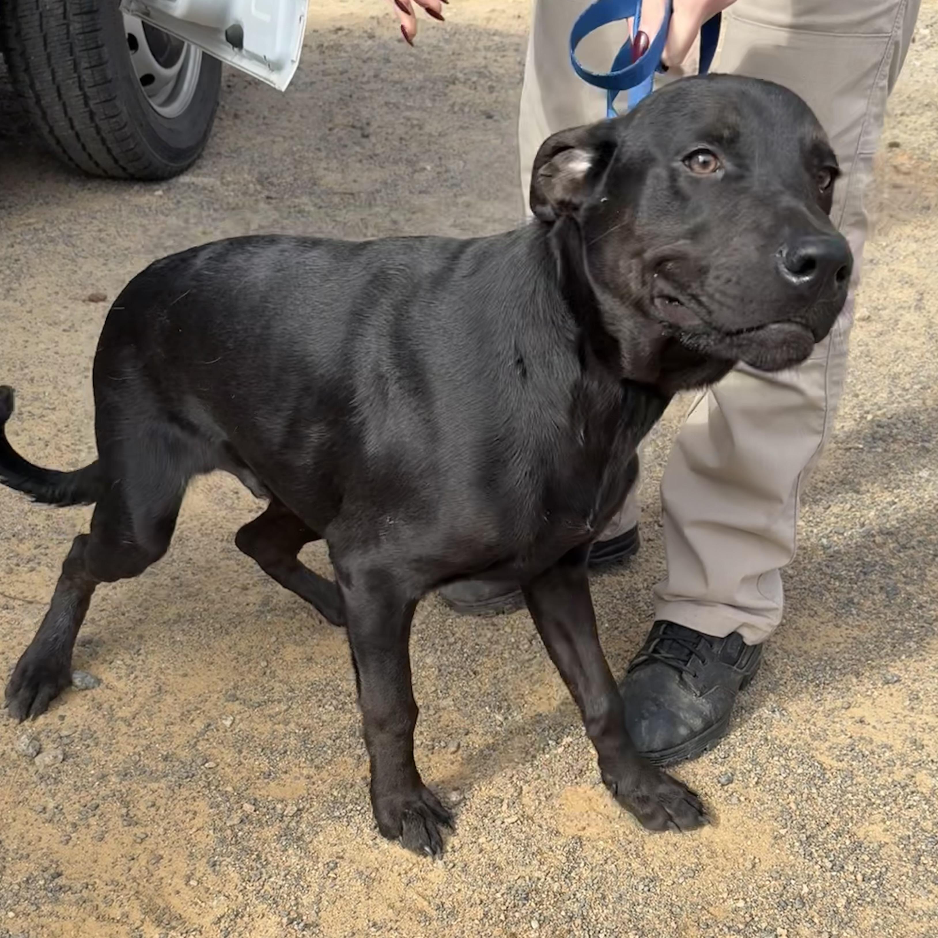 Mango — thumbnail 3